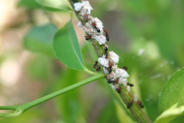Icerya purchasi aphid